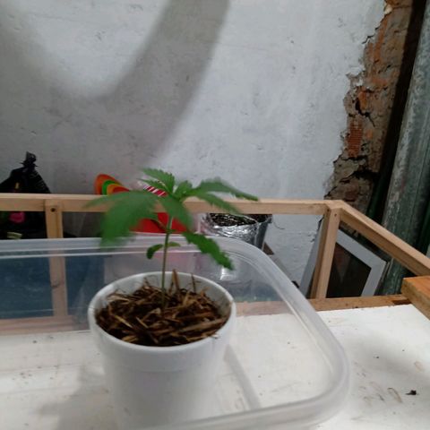 Gelato Cake growlog timeline photo