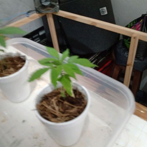Gelato growlog timeline photo
