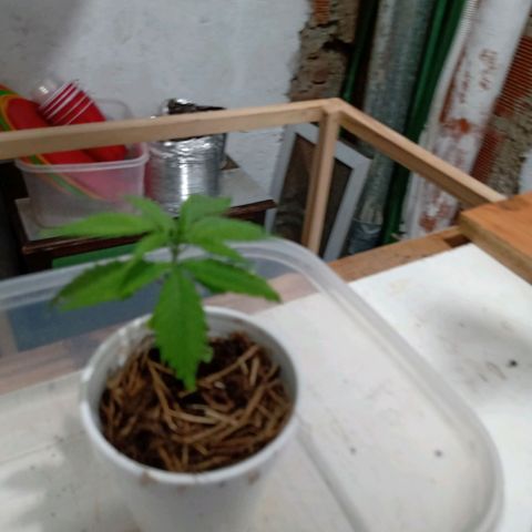 Gelato growlog timeline photo