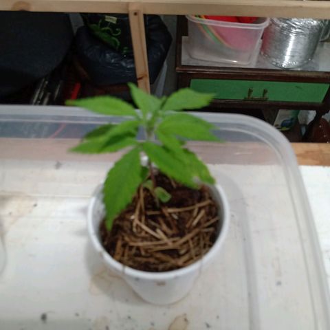 Gelato growlog timeline photo