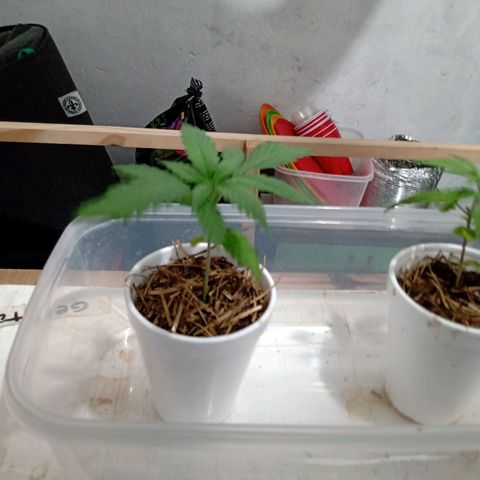 Gelato Cake growlog timeline photo