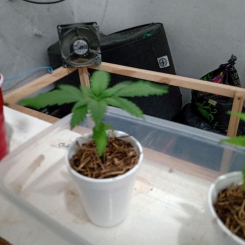 Gelato Cake growlog timeline photo