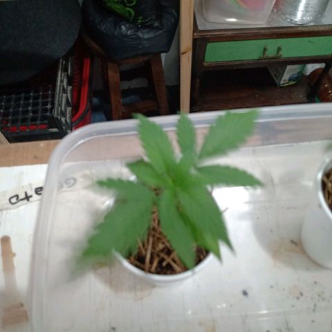 Gelato Cake growlog timeline photo