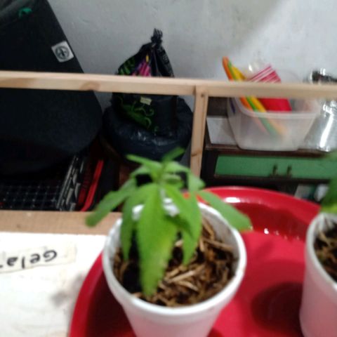 Gelato growlog photo: Se retira la luz blanca