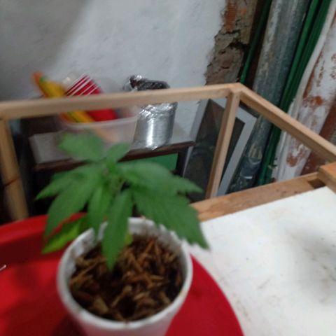 Gelato Cake growlog timeline photo