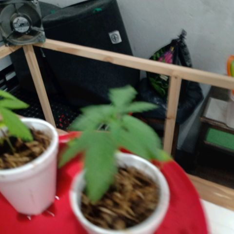 Gelato Cake growlog timeline photo