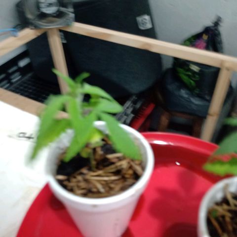 Gelato growlog photo: Se retira la luz blanca