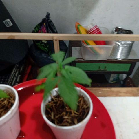 Gelato Cake growlog timeline photo