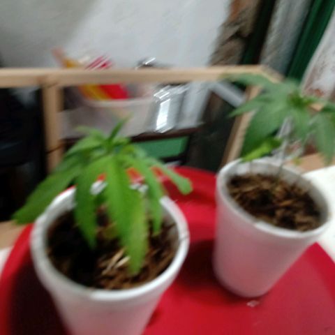Gelato growlog photo: Se retira la luz blanca