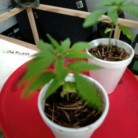 Gelato growlog timeline photo