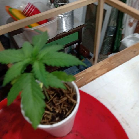 Gelato Cake growlog timeline photo