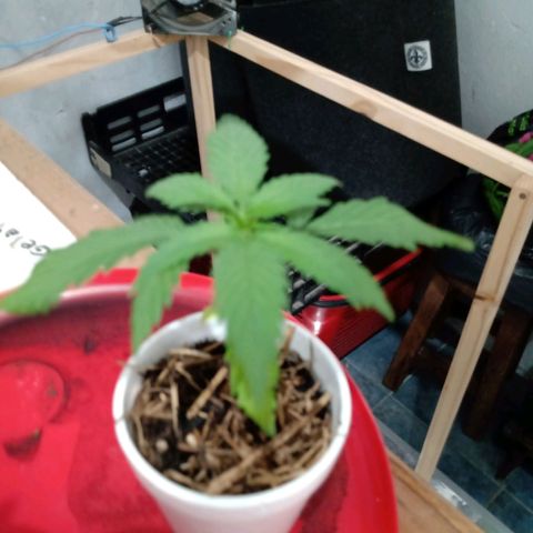 Gelato Cake growlog timeline photo