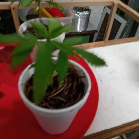 Gelato Cake growlog timeline photo