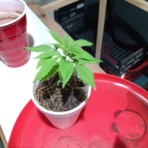 Gelato growlog timeline photo
