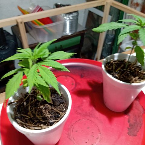 Gelato growlog timeline photo