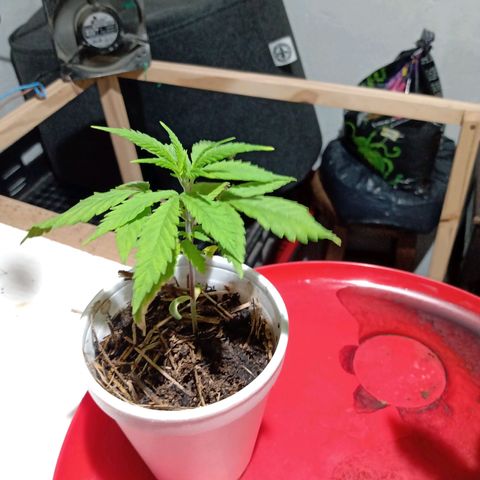 Gelato growlog timeline photo