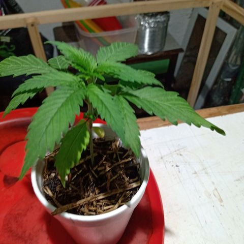 Gelato Cake growlog timeline photo