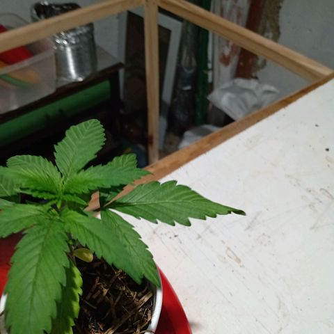 Gelato Cake growlog timeline photo
