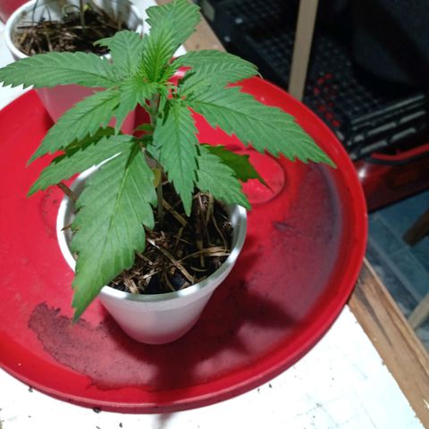 Gelato Cake growlog timeline photo
