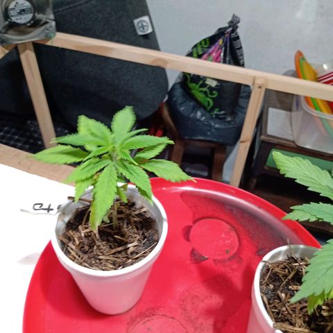 Gelato growlog timeline photo