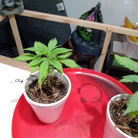 Gelato growlog timeline photo