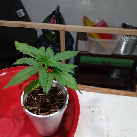 Gelato Cake growlog timeline photo