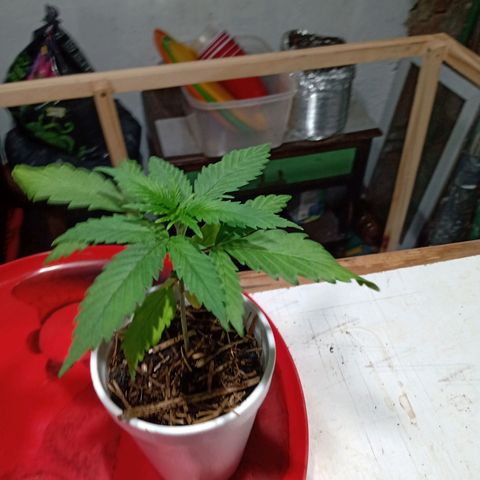 Gelato Cake growlog timeline photo