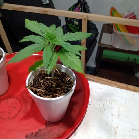 Gelato Cake growlog timeline photo