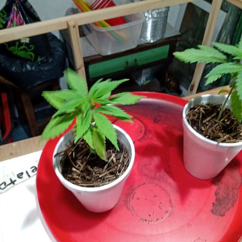 Gelato growlog timeline photo