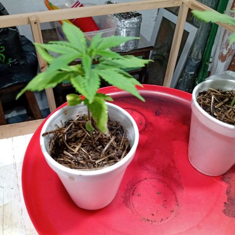 Gelato growlog timeline photo