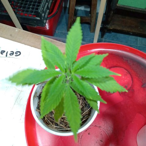 Gelato growlog timeline photo