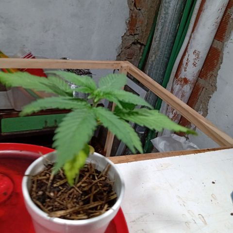 Gelato Cake growlog timeline photo