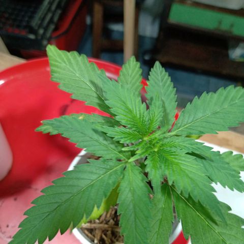Gelato Cake growlog timeline photo