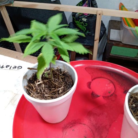 Gelato growlog timeline photo