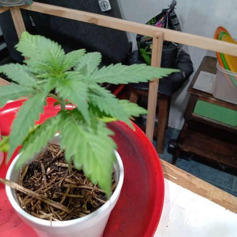 Gelato Cake growlog timeline photo