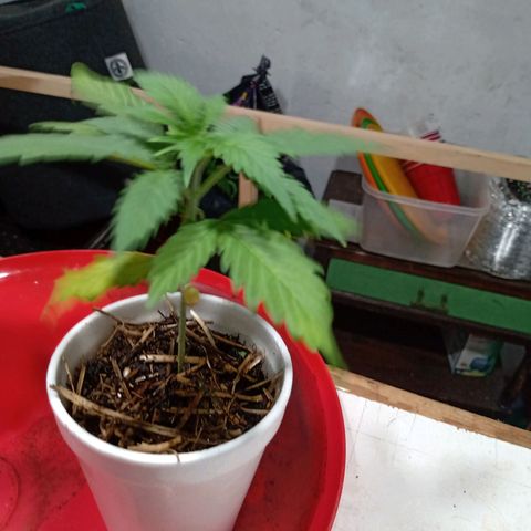 Gelato Cake growlog timeline photo