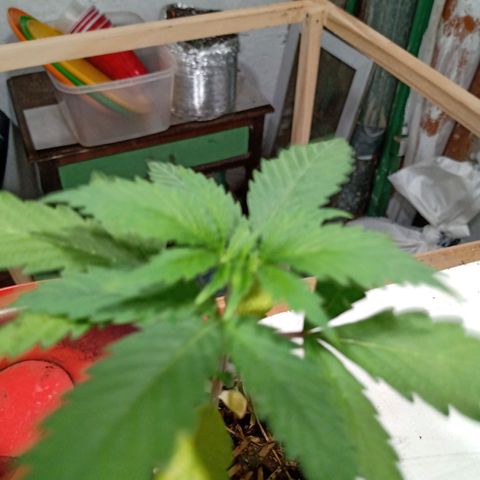 Gelato Cake growlog timeline photo