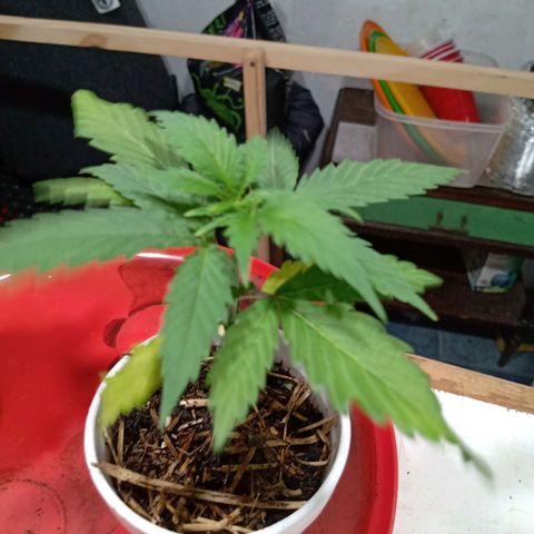 Gelato Cake growlog timeline photo