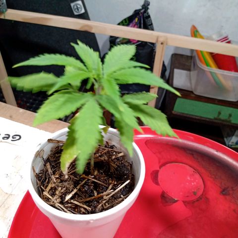 Gelato growlog timeline photo