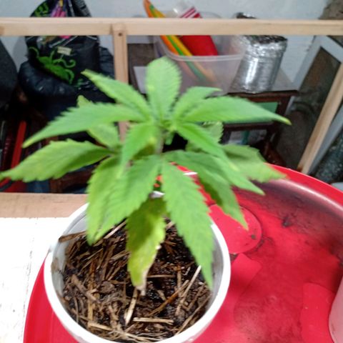 Gelato growlog timeline photo