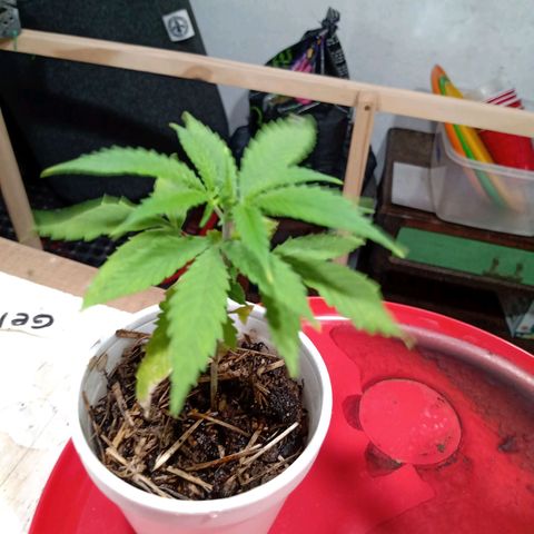 Gelato growlog timeline photo