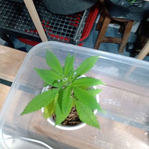 Gelato growlog timeline photo