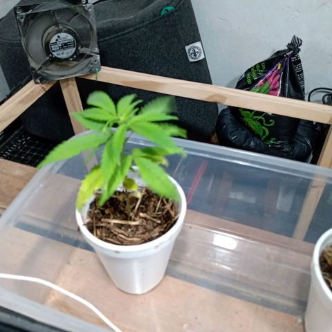 Gelato growlog timeline photo