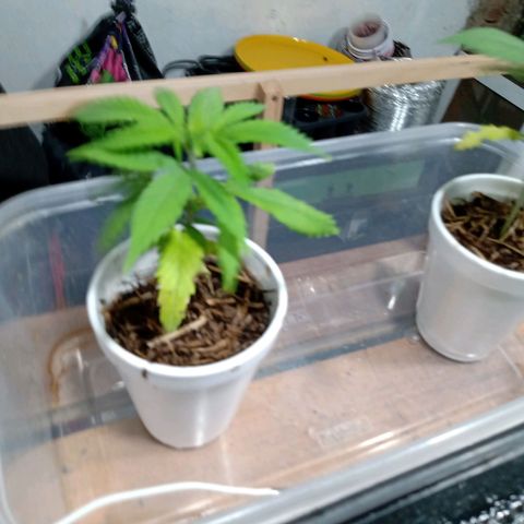 Gelato growlog timeline photo