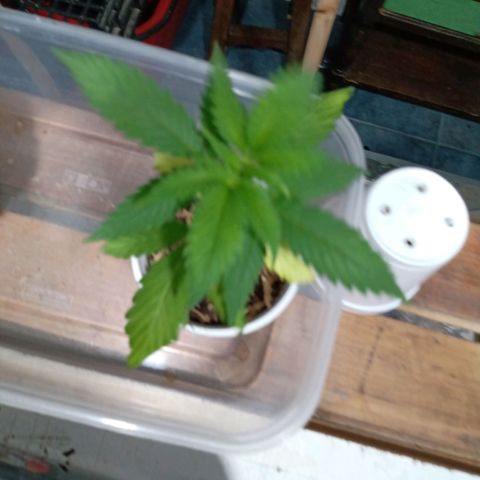 Gelato Cake growlog timeline photo