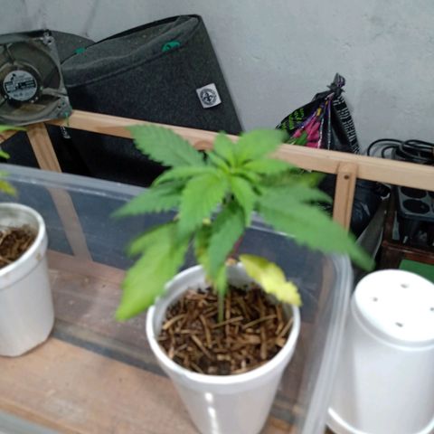 Gelato Cake growlog timeline photo