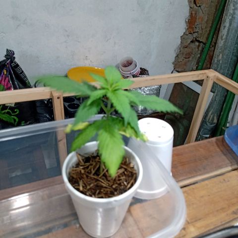Gelato Cake growlog timeline photo