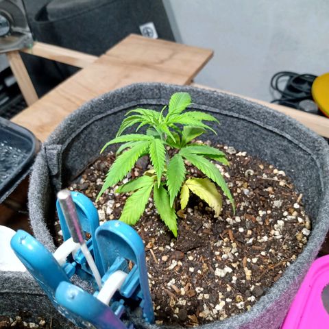 Gelato growlog photo: Trasplante a maceta geotextil 4litros