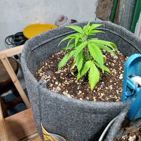 Gelato growlog photo: Trasplante a maceta geotextil 4litros