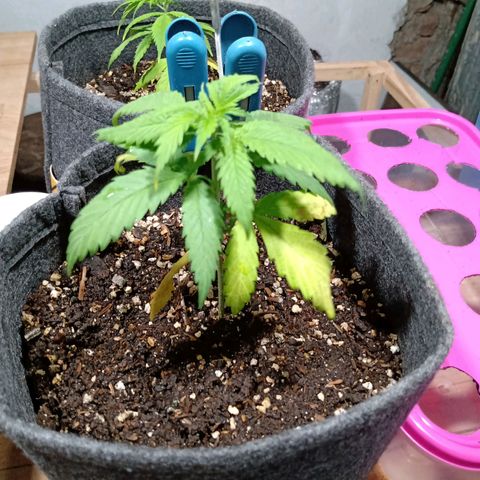 Gelato Cake growlog photo: Trasplante a maceta geotextil de 4 litros 